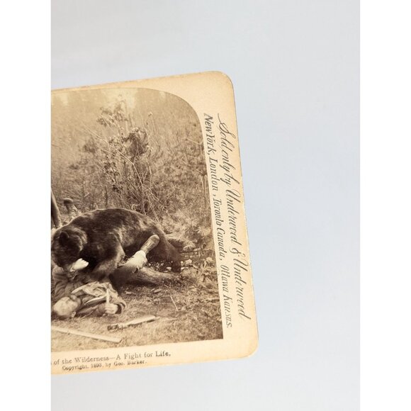 Antique Stereoview card of a Bear Attack "Perils of the Wilderness" Prize - Picture 3 of 9